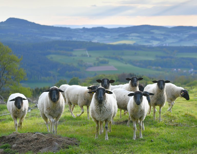 Rhönschafe im UNESCO-Biosphärenreservat Rhön