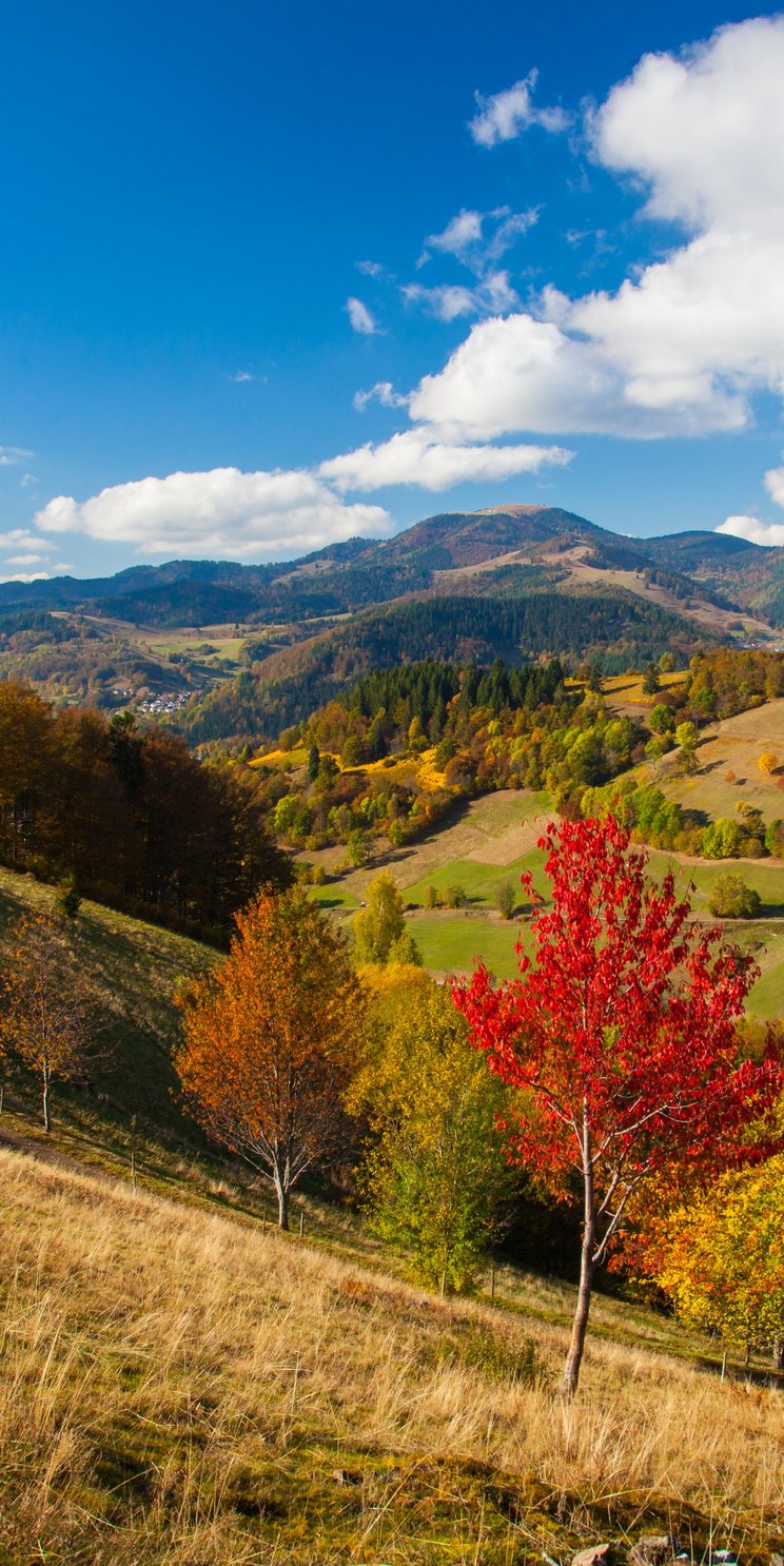 Blick in das UNESCO-Biosphärenreservat Schwarzwald