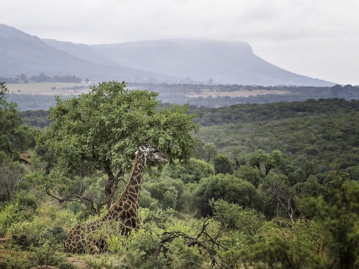 Auf dem Foto erkennt man einen Ausschnitt des Biosphärenreservats Magaleisberg in Südafrika. Im Hintergrund erkennt man Berge, die von Wolken umhüllt sind. Davor zeichnet sich eine bewaldete, hügelige Landschaft ab. Im Vordergrund erkennt man eine Giraffe, die, von Sträuchern umgeben, auf dem Boden sitzt. 