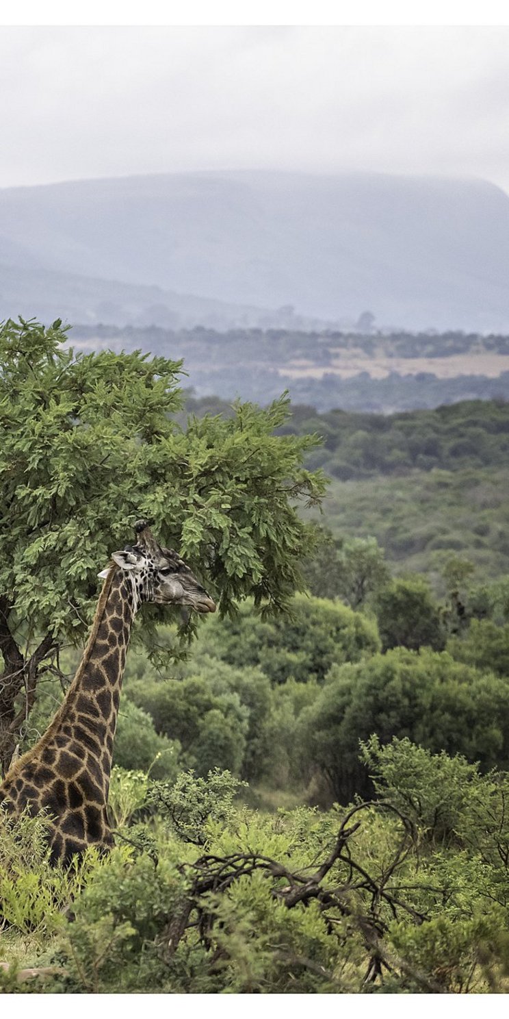 Auf dem Foto erkennt man einen Ausschnitt des Biosphärenreservats Magaleisberg in Südafrika. Im Hintergrund erkennt man Berge, die von Wolken umhüllt sind. Davor zeichnet sich eine bewaldete, hügelige Landschaft ab. Im Vordergrund erkennt man eine Giraffe, die, von Sträuchern umgeben, auf dem Boden sitzt. 