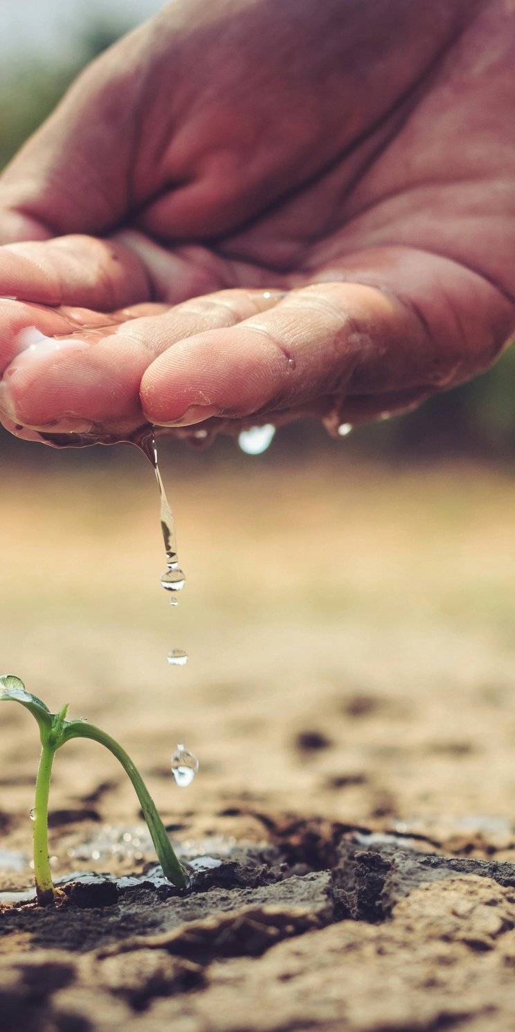 Eine Hand von oben mit Wasser auf der Handfläche lässt Wasser auf einen Pflanzenspross fallen, der ausgedörrter Erde steckt.