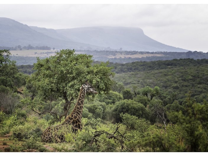 Auf dem Foto erkennt man einen Ausschnitt des Biosphärenreservats Magaleisberg in Südafrika. Im Hintergrund erkennt man Berge, die von Wolken umhüllt sind. Davor zeichnet sich eine bewaldete, hügelige Landschaft ab. Im Vordergrund erkennt man eine Giraffe, die, von Sträuchern umgeben, auf dem Boden sitzt. 